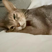 この甘え方、猫なのか？