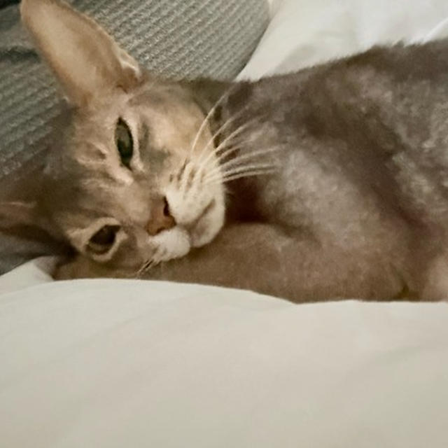 この甘え方、猫なのか？