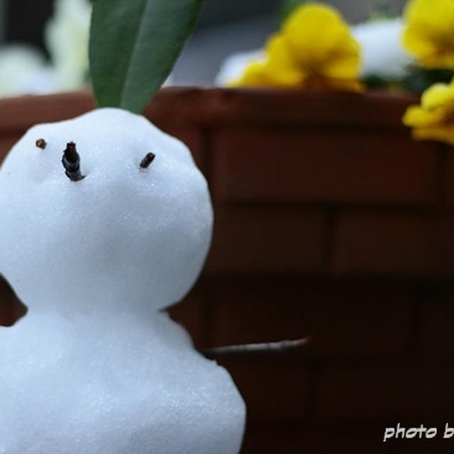 珍しい雪！でテンションMAX