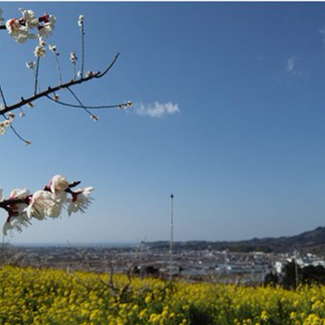 2021年2月22日現在　みなべ・田辺の梅の開花状況 ⑧ みなべは散り終わり？！。そして「かつら堂」のいももち・・・