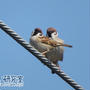 野鳥記録 21 /  2021年4月11日 スズメ (群馬県)