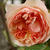 English roseたち　〜エブリンの開花〜