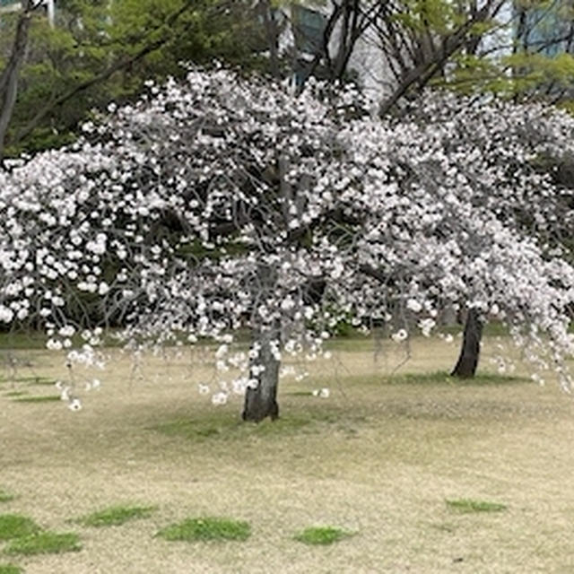 桜咲く日本へ出会いの旅＿③＿浜離宮＆小学校以来の親友とのランチ
