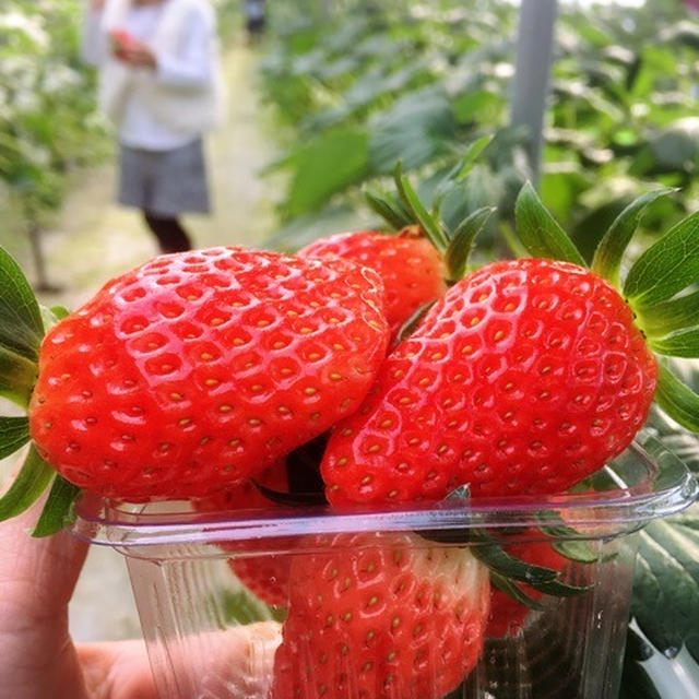 新春いちご狩り♡