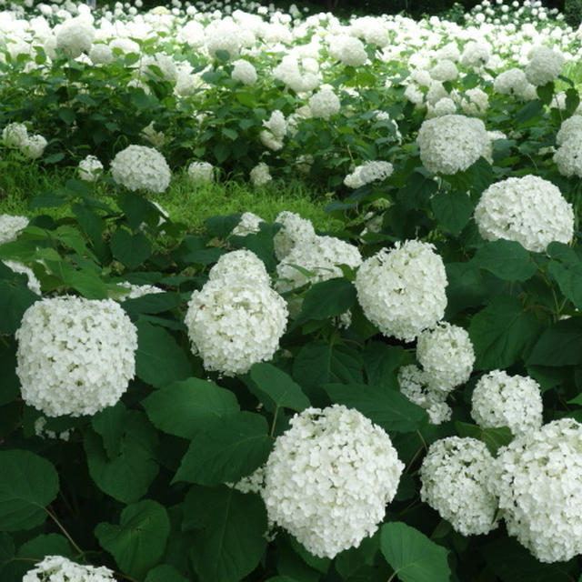 ■先週月曜日のウォーキング続【清流の里➡相模原北公園の紫陽花を見に行って居ました♪】