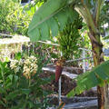 お庭のバナナの木の成長記録♪(=^・・^=)♡