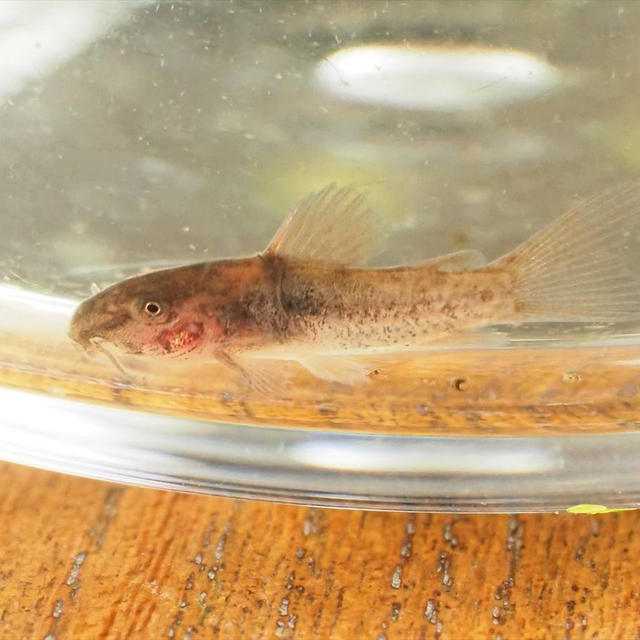 コリドラスが水槽で自然繁殖、上部ろ過機の中を稚魚が泳いでいました！今回は3匹回収、水槽日記