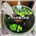 良い飼育環境を構築