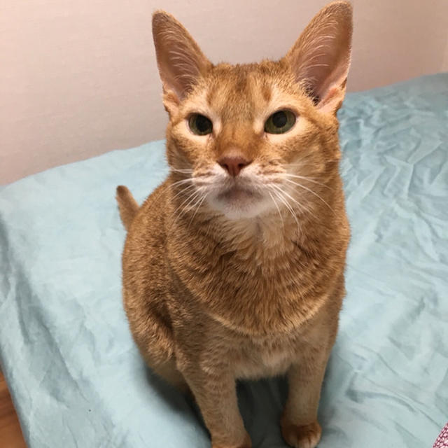 空猫便さんが、来ませんが…