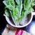 「しろ菜と油揚げの煮物」