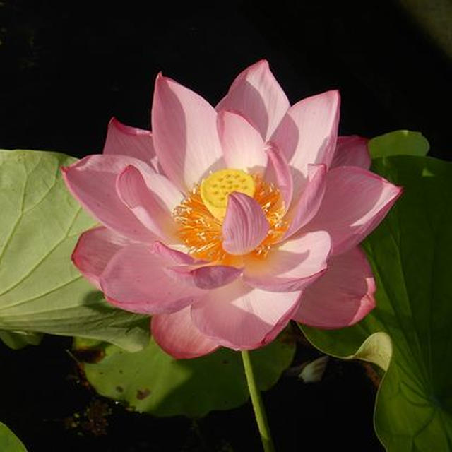 万博記念公園の早朝観蓮会