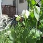 家庭菜園2012　１