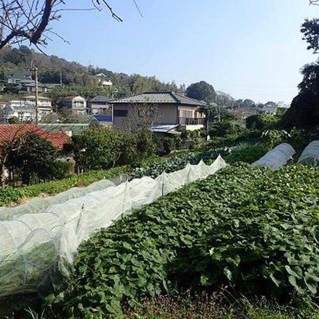 サツマイモ収穫☆葉山野菜栽培記（11月初旬）