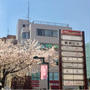 自由が丘 緑道沿いの桜　2017年4月14日朝 スターバックスコーヒー 奥沢2丁目店前の桜も