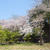九品仏浄真寺の桜 2017年4月14日