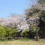 九品仏浄真寺の桜 2017年4月14日