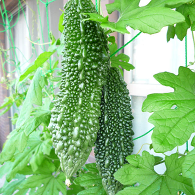 おきらく家のベランダ菜園