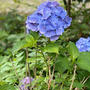 行ったつもりな紫陽花庭園