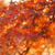 * 紅葉狩り＆足利学校♪