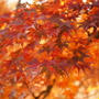 * 紅葉狩り＆足利学校♪