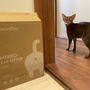 りんごの木の猫砂⁇ ＆楽天ブラックフライデーのお買い物♪