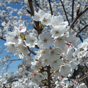 今年の桜