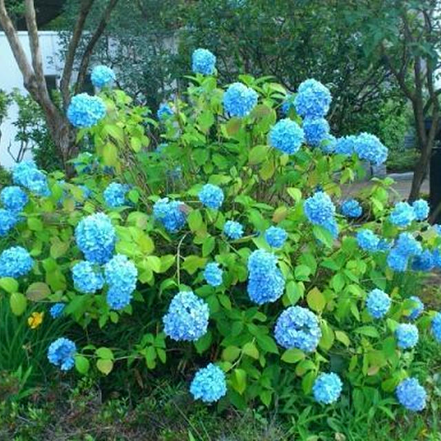 紫陽花