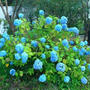 紫陽花