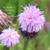 里山の薄桃色　赤紫色の花