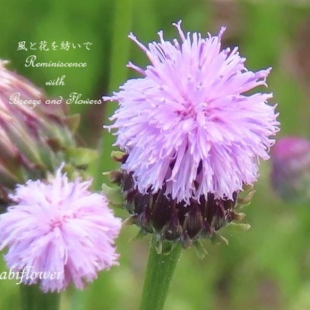 里山の薄桃色　赤紫色の花