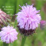 里山の薄桃色　赤紫色の花