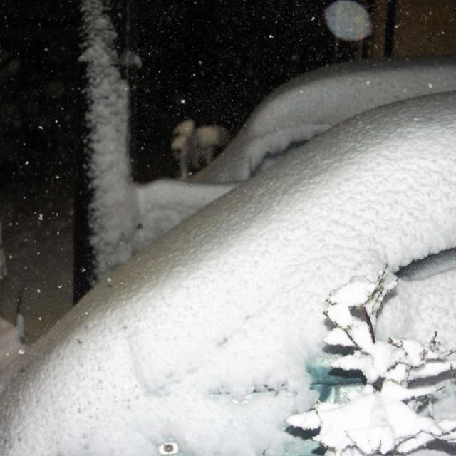 ■大雪なう【PM9:00　積雪３０ｃｍ位有りそうです】　(;'∀')