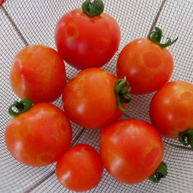 今日は虹の日