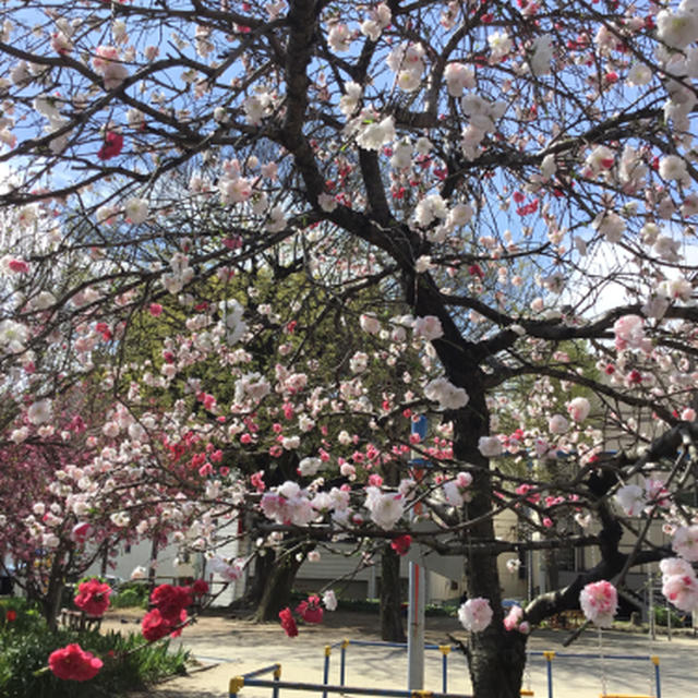 大須浦門前公園の桜