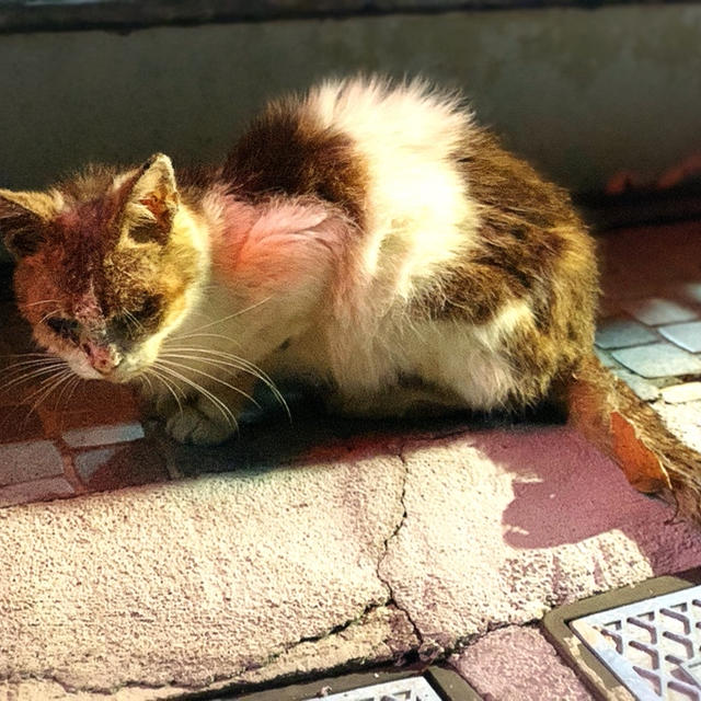 ２日続けて遺棄された猫ちゃんを送ることに。