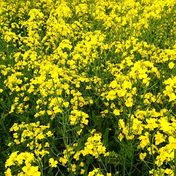 【道の駅】菜の花畑に癒される！【⑪あびらＤ５１ステーション】。と【⑫マオイの丘公園】