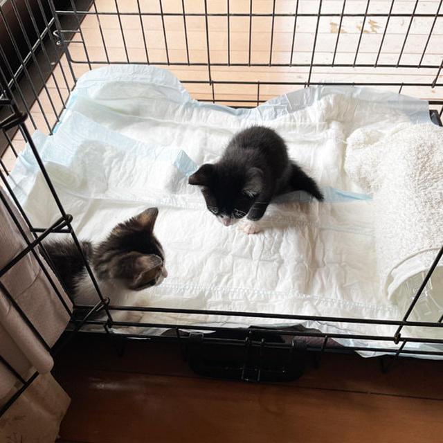 仔猫3にゃんずのNewゲージとご飯ボウル