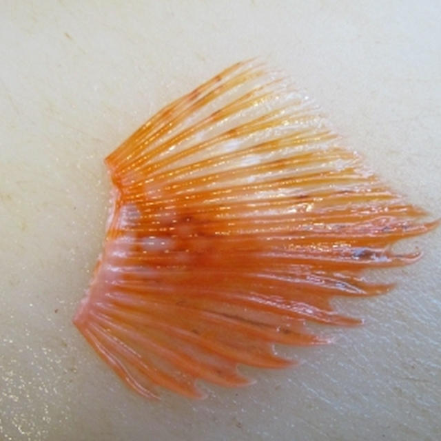 【魚の観察】カサゴ族の身体測定