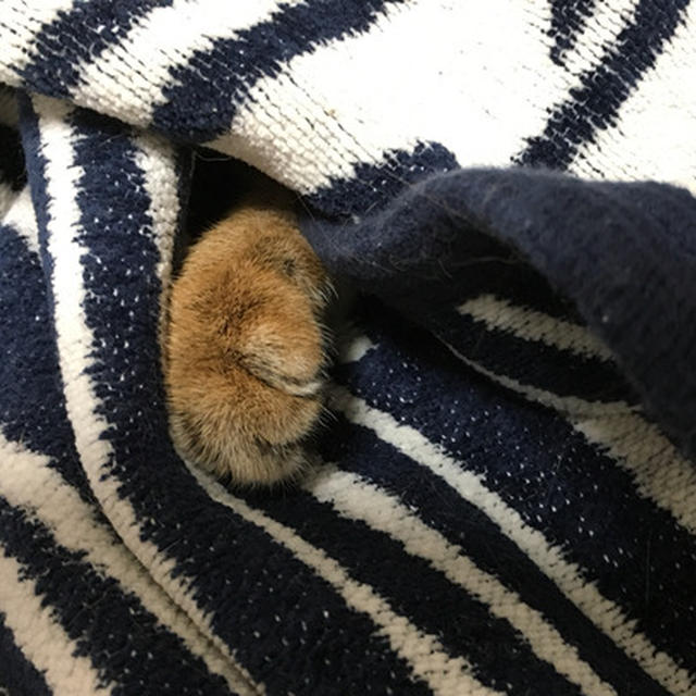 こげパン落ちてた