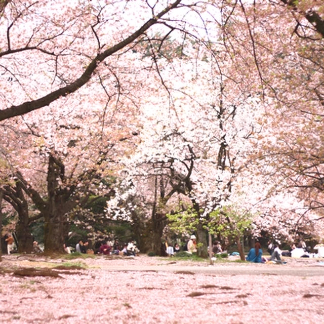 桜の世界