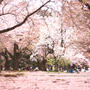 桜の世界