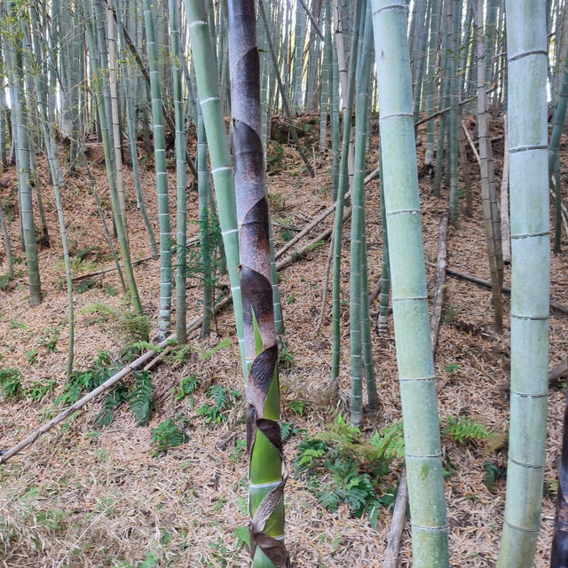 自然あふれるお山の公園散策と美味しいテイクアウト