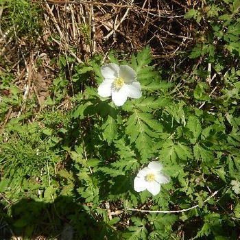 花の山～横山岳