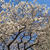 自由が丘の桜はキラキラ満開♪
