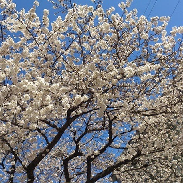 自由が丘の桜はキラキラ満開♪
