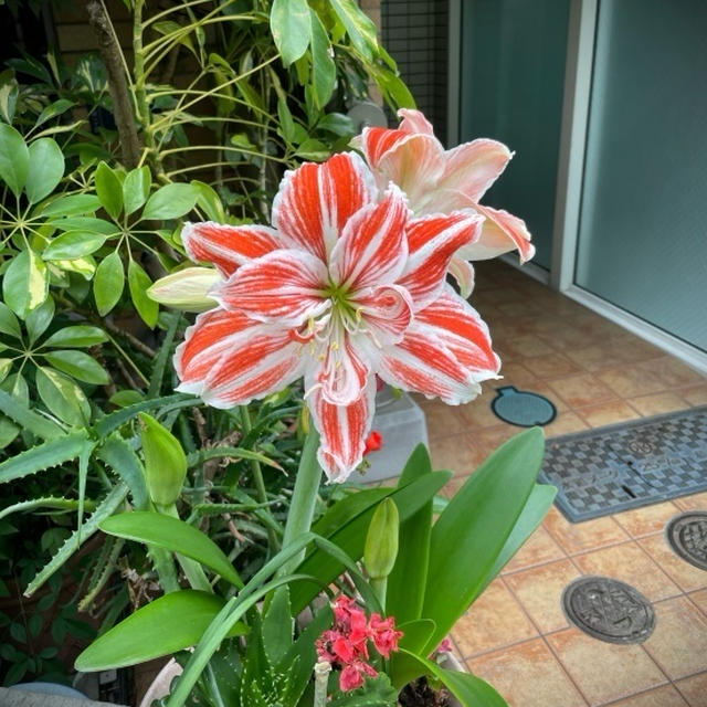 これがアマリリス？