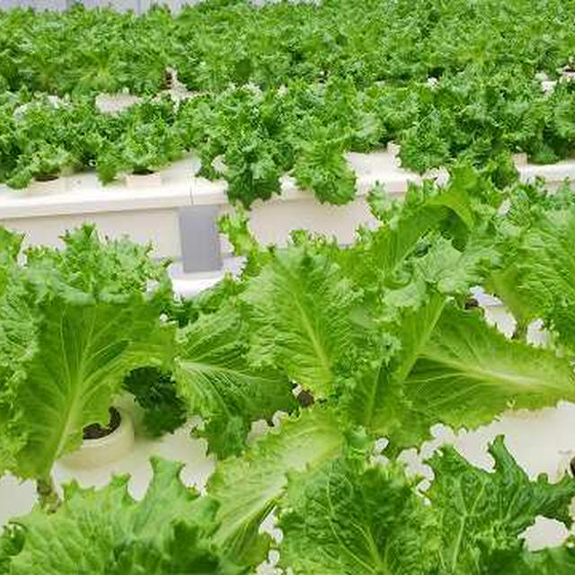 施設見学　豆腐料理　にんにくたっぷりもつ鍋