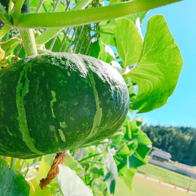 【世羅の宿ひがし】食堂『山のキッチン　里ごころ』の畑にも野菜が沢山実りました