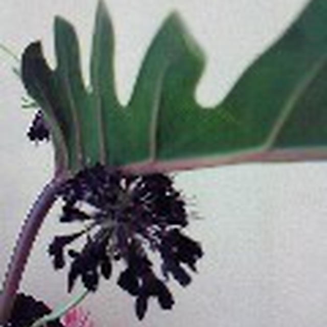 ２０１１年３月の教室の予定～季節は春！