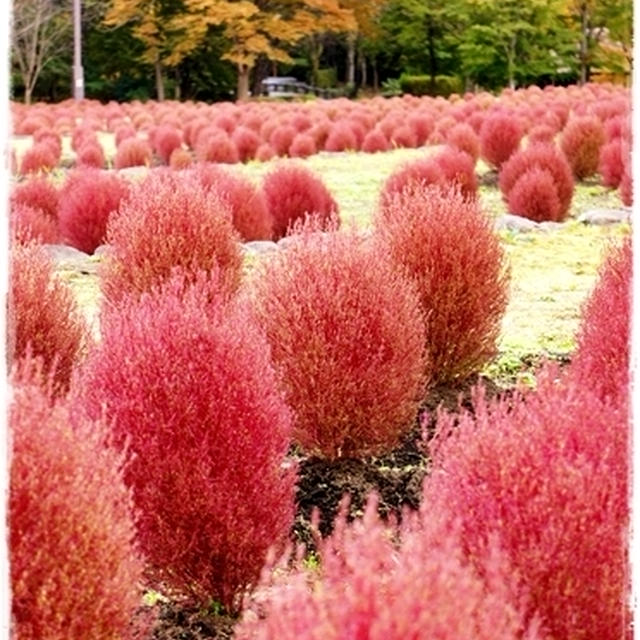 ■真っ赤なまん丸、もふもふコキアも絶賛紅葉中♪ヽ(･∀･)ﾉ■杜の湖畔公園
